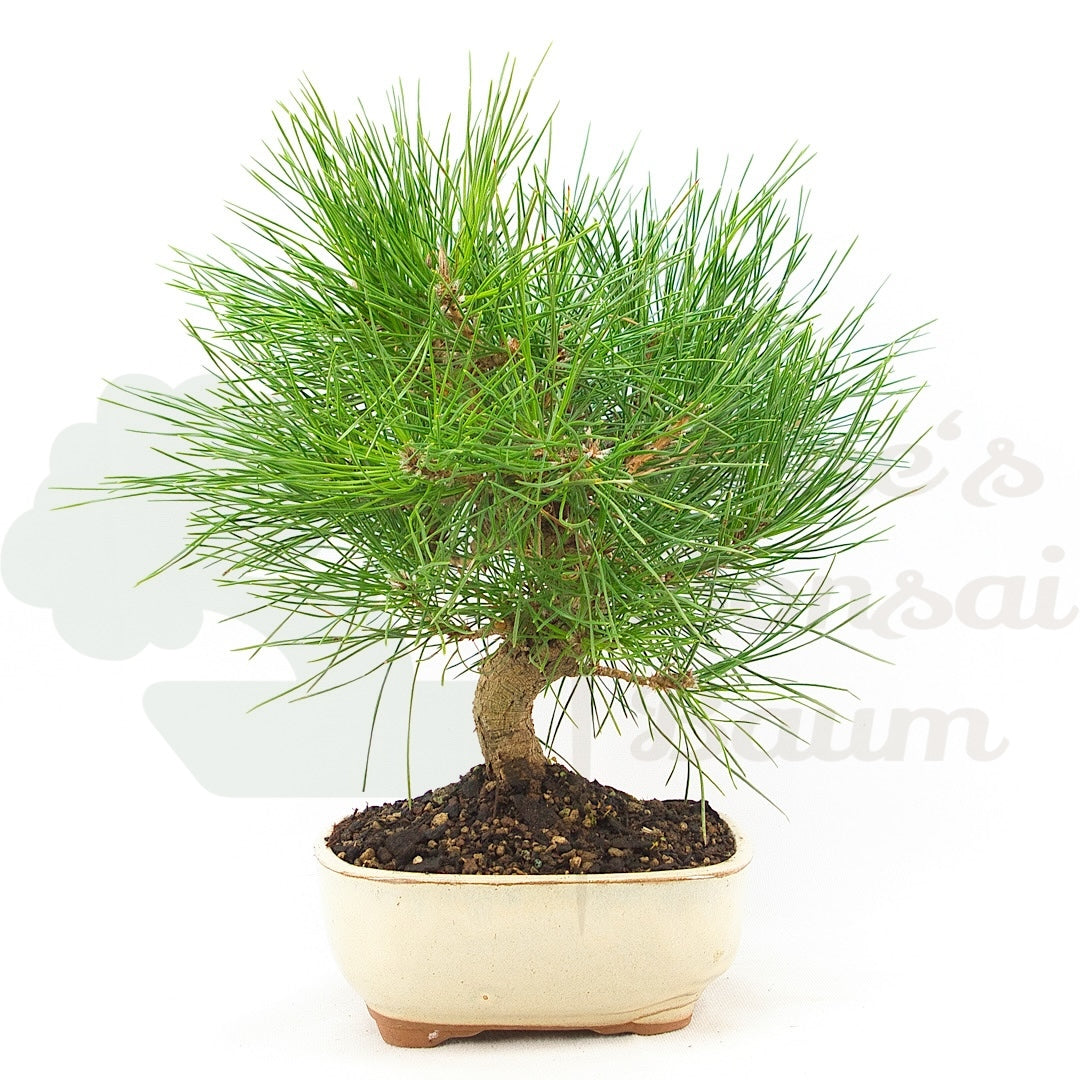 Japanische Schwarzkiefer 'Pinus thunbergii'